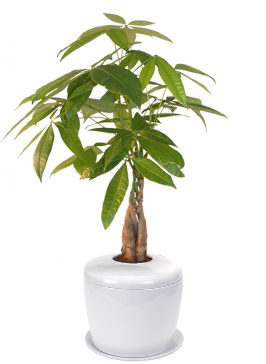 Braided Money Bonsai Tree (pachira aquatica) and Porcelain Ceramic